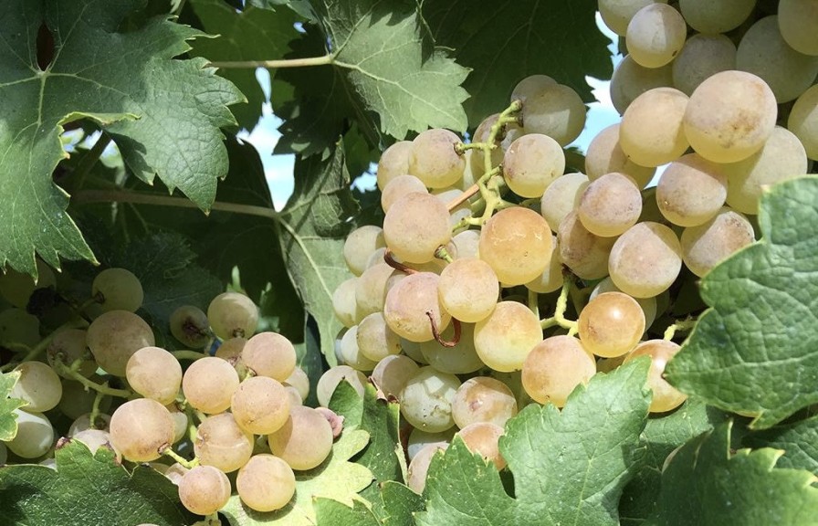 Weißweine aus der Region Lugana am südlichen Gardasee werden immer beliebter